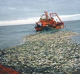 Chile Sản lượng khai thác cá nổi tăng