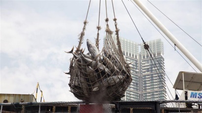 Giá cá ngừ vằn Bangkok đã ổn định