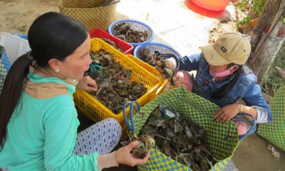 Phú Yên Nông dân ven đầm Ô Loan bội thu từ đánh bắt cua, tôm đất
