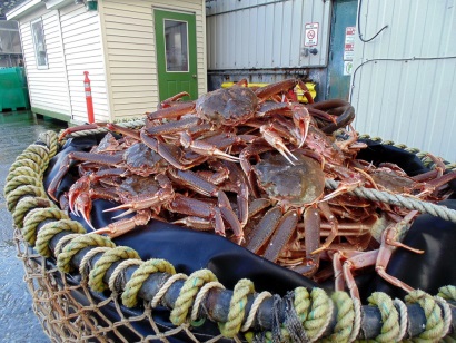 Canada Giá cua tuyết tiếp tục tăng 