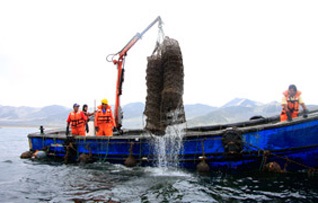 Peru Sản lượng sò điệp tăng nhẹ