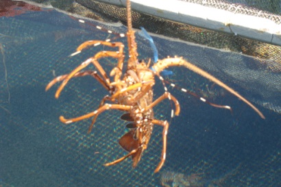 Bình Thuận Đầu năm nhiều ngư dân bãi ngang Cam Bình thu nhập khá