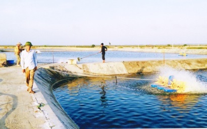 Để Việt Nam trở thành công xưởng sản xuất tôm của thế giới