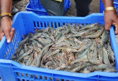 DOC công bố thuế sơ bộ POR 11 cho tôm Ấn Độ và Thái Lan 