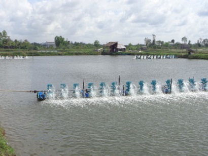 Trà Vinh Nuôi trồng thủy sản - kinh tế mũi nhọn ở Cầu Ngang