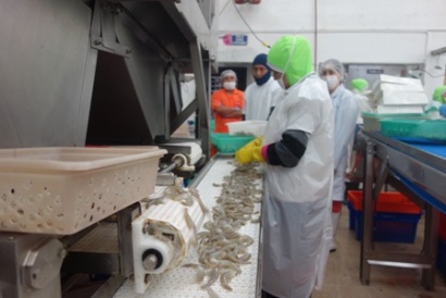 Ecuador Sản lượng tôm giảm trong tháng 82017