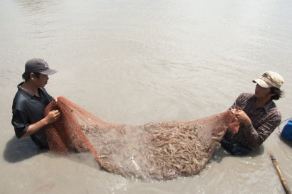 Phát triển ngành tôm phải gắn liền với thực tiễn