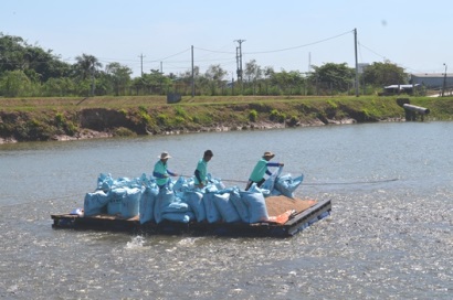 Có thể thiếu cá tra nguyên liệu đến quý I2017