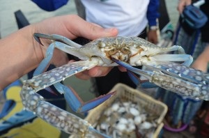 Indonesia Giá ghẹ xanh tiếp tục giảm