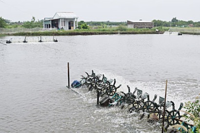 Chủ tịch UBND tỉnh Trà Vinh Chỉ đạo việc kiểm soát ngăn chặn hành vi đưa tạp chất vào tôm nguyên liệu và sản xuất, kinh doanh sản phẩm tôm có tạp chất