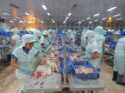 Ngành cá tra Việt Nam - Tìm cơ hội trong thách thức