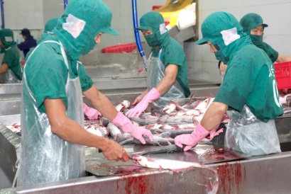 Giá cá tra nguyên liệu tiếp tục tăng