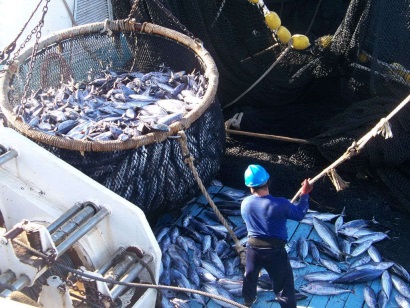 Sản lượng cá ngừ tại EPO tăng