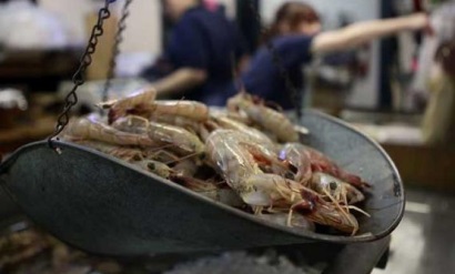 Ecuador Xuất khẩu tôm tiếp tục tăng trong tháng 42019