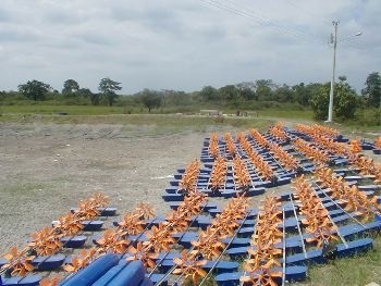 Ecuador Xuất khẩu tôm có thể đạt 600.000 tấn năm 2019