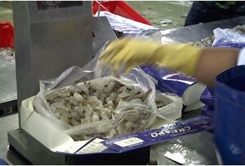 Ecuador triển khai kế hoạch phát triển thương hiệu tôm