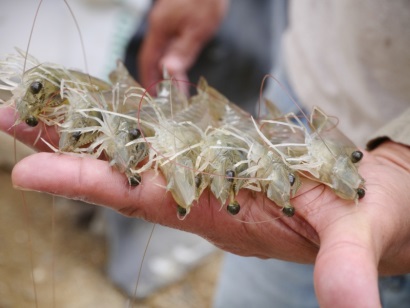 Ecuador Sản lượng tôm năm 2017 dự kiến vượt 400.000 tấn