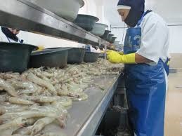 Ecuador Xuất khẩu tôm vượt 300.000 tấn trong nửa đầu năm nay