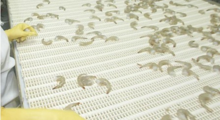 Ecuador Xuất khẩu tôm sang Italy bị ảnh hưởng bởi Covid 19