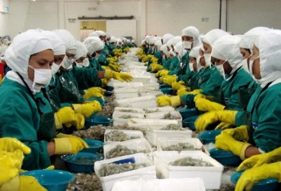 Ecuador Giá tôm giảm trong tháng 11