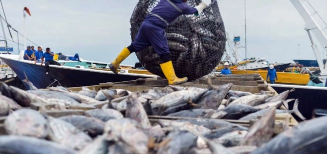 Ecuador ra dự luật nghề cá mới