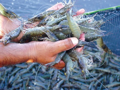 Khả năng EU cấm nhập tôm Ấn Độ Các tác động có thể xảy ra