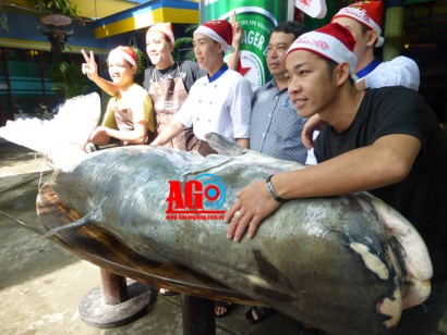 Cận cảnh cá tra dầu nặng 230kg