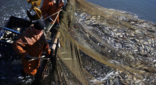 Fiji áp dụng phần mềm CATCH chống khai thác IUU của EU