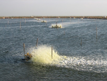 Sản lượng tôm thế giới dự kiến vượt 3,5 triệu tấn năm 2018