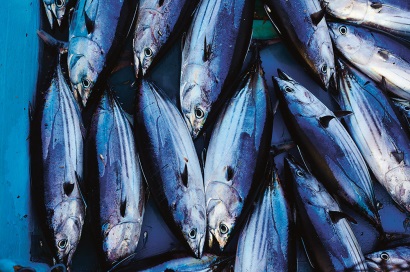 Giá cá ngừ vằn Bangkok giảm thêm để kích cầu