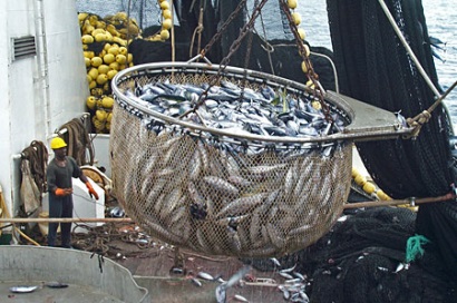 Sản lượng cá ngừ khu vực EPO tăng 6,5%