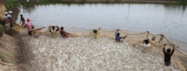 Ấn Độ Dịch Corona không ảnh hưởng xuất khẩu thủy sản sang Trung Quốc 