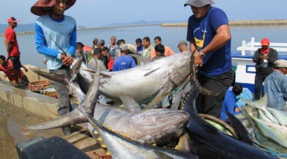 Cá ngừ Indonesia khó tiếp cận Đức vì thuế cao