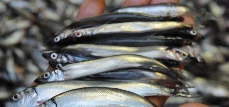 Tác động của Covid-19 đối với ngành khai thác ở các nước thuộc ICES