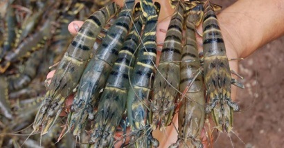 Thực phẩm Sao Ta lên kế hoạch lãi ít nhất 100 tỷ đồng năm 2017