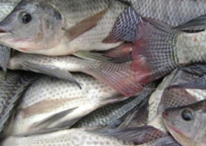 Tiêu thụ cá rô phi tại một số thị trường lớn tiếp tục giảm