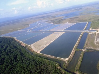 GOAL Sản lượng tôm ở mỗi khu vực đều dự đoán tăng