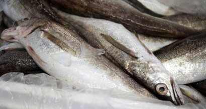 Iceland Sản lượng cá tuyết lam giảm trong tháng 6