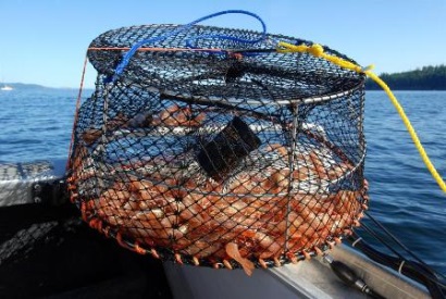 Nga Sản lượng khai thác tôm tăng 36% năm 2018