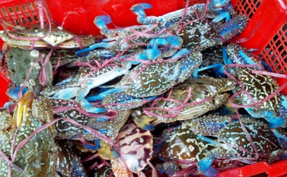 Giá thịt ghẹ xanh đạt kỷ lục