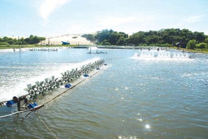 TP.Vũng Tàu Kiểm tra việc chấp hành pháp luật trong lĩnh vực thủy sản