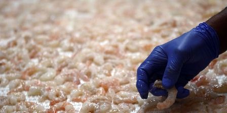 Trung Quốc Nhập khẩu tôm nước ấm giảm 49% trong tháng 82020