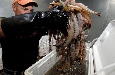 Sản lượng khai thác tôm của Vịnh Mexico đạt cao nhất từ năm 2009