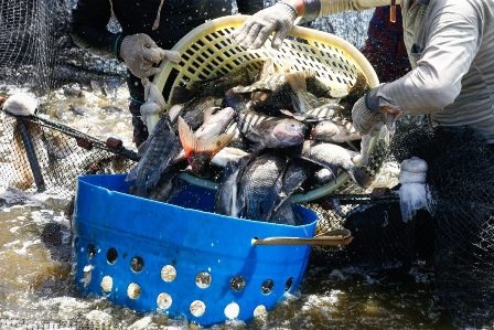 Một số kết quả trong cải cách nuôi trồng thủy sản của Trung Quốc 