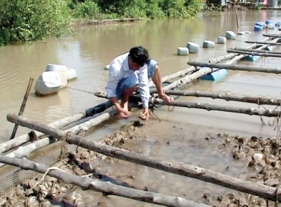 Hàu thương phẩm được mùa, được giá