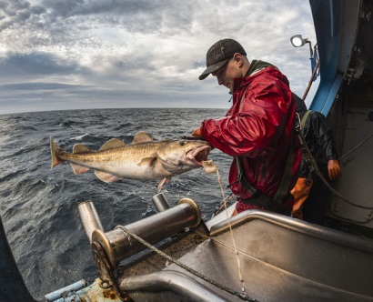 Giá cá tuyết cod Thái Bình Dương tăng 