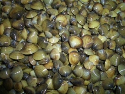 Được mùa hến tiền