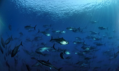 SFP Tính bền vững ngành thủy sản toàn cầu được cải thiện