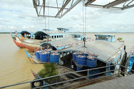 Đôi điều xây dựng kế hoạch sản xuất kinh doanh tôm và cá tra 2020