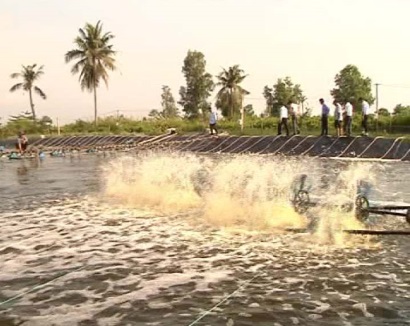 Cái Nước (Cà Mau) Hội thảo nhân rộng mô hình nuôi tôm theo quy trình BioFloc